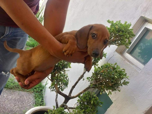 Cachorros Dachshund Salchicha