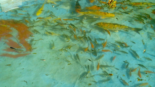 Variedad De Peces Koi Y Carassius