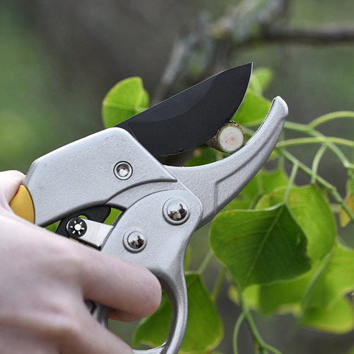 Tijeras De Podar Para Plantas De Rosas Y Bonsáis Con Tijeras