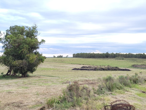 Imagen 5 de 20 de Venta De Hermosas Chacras: Barrio De Chacras El Colorado De Migues Ruta 88 A 10 Km. De Tapia Y 5 De Migues.