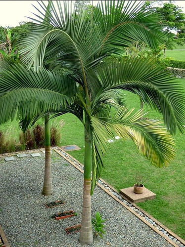 Palmera Seaphortia Elegans 30lts