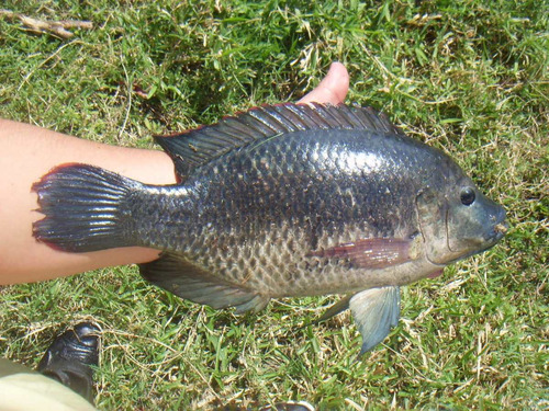 Venta De Mojarra !!  En Veracruz 