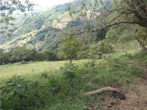 Vendo Finca Ganadera Cerca A La Cabecera De Armenia Mantequilla Ant.