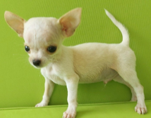 Cachorro Chihuahua   Macho   Puro