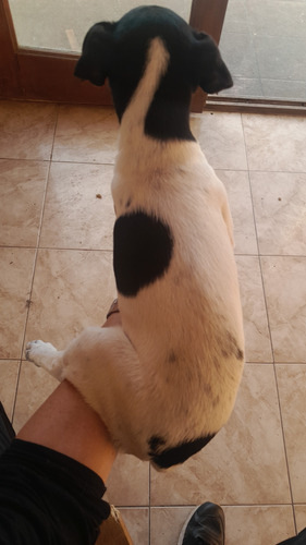 Ratonero Bodeguero Machitos Puros 60 Días Tricolor