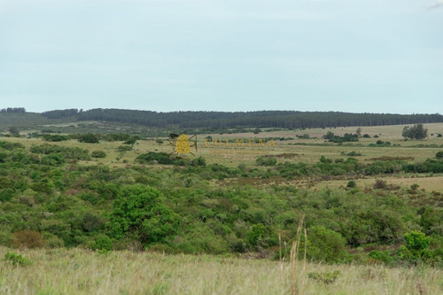Campo De 86 Has Ganadero, Cuenta Con Tajamar Y Costa De Arroyo. Consulte!!!!!!- Ref: 2366