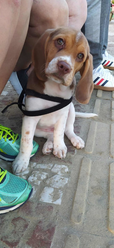 Imagem 5 de 5 de Beagle Chocolate