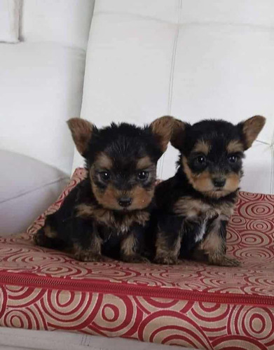 Adorables Cachorros Yorkshire Mini