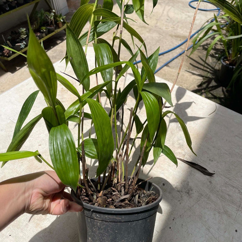 Kit Orquídea Sobralia + Stanhopea Tigrina Muda Adulta