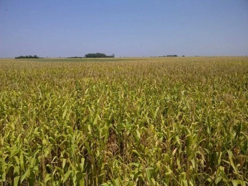 En Venta Campo En Leones.
