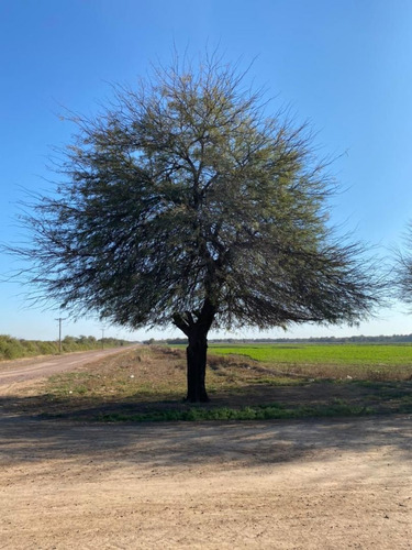 Campo En Venta 374 Has Santiago Del Estero 