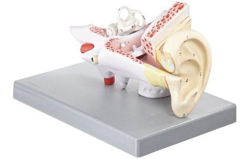  Humano Del Oído Modelo, 3 Piezas, 2 Veces Su Tamaño Natural