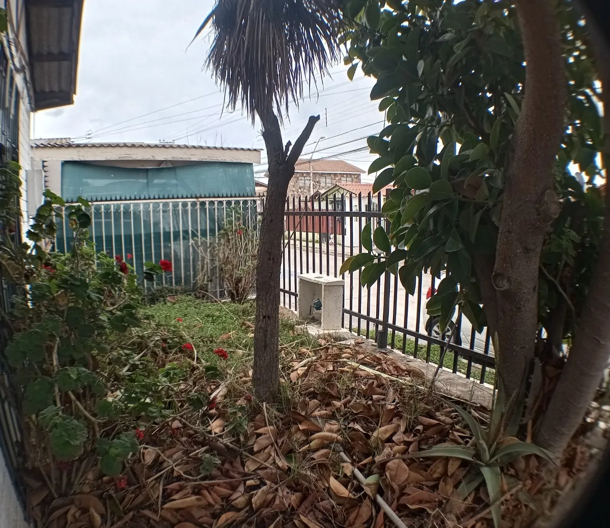 Imagen 5 de 23 de Oportunidad El Sauce: Casa Para Remodelar Con Gran Terreno