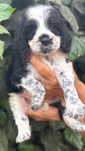 Bellos Cachorritos Cocker Spaniel
