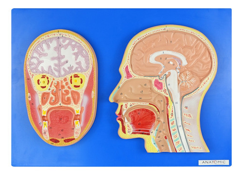 Modelo Anatômico Cabeça Corte Sagital Frontal Placa Anatomic