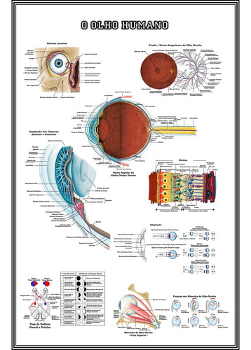Mapa Anatomia Do Olho 65cmx100cm Poster Decorar Oftalmologia