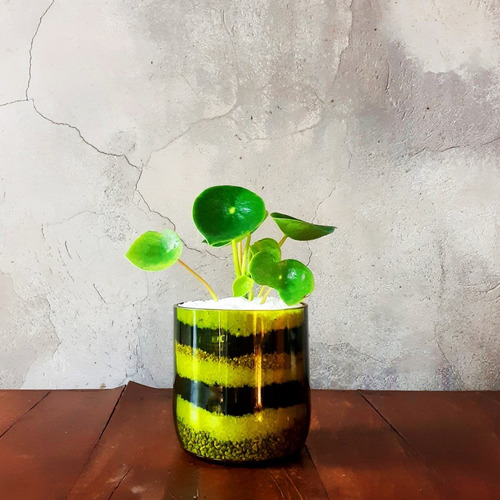 Imagen 5 de 10 de Peperomia Cucharita Little Terrario 10