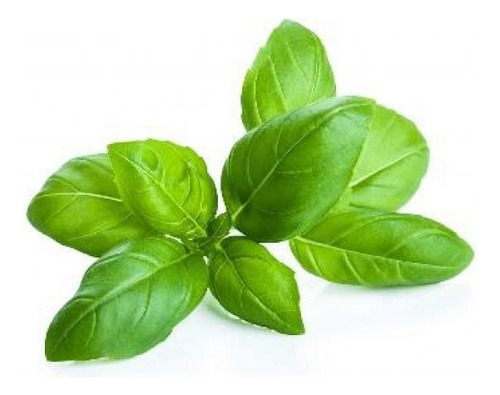 Pack 2 Sobres De Semillas Albahaca Hoja Ancha (hortalizas)