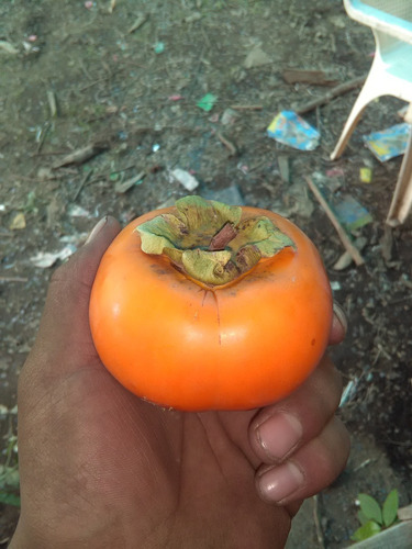 Imagen 2 de 3 de Persimon (frutos Exoticos)