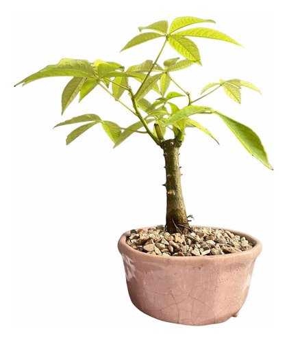 Bonsai Planta Palo Borracho 10 Años Maceta Esmaltada N2 Flor