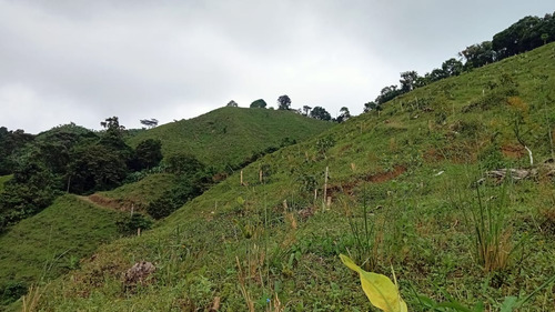 Se Vende Finca De 55 Cuadras En Pijao