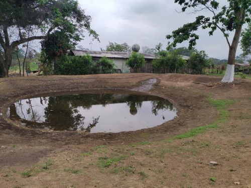 Imagen 15 de 20 de Oportunidad Finca Agro Industrial En Bejuma, Ryes Arriba, LG