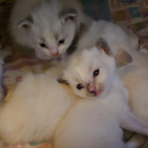 Gatitos Ragdoll, Con Pedrigee Y Registro Nacional E Int. Seal