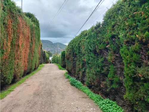 Lote Campestre Con Licencia En Venta - Vereda La Balsa - Chía