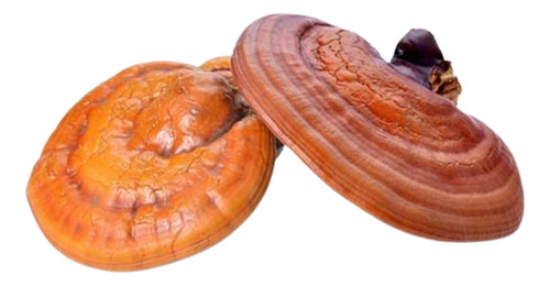 Ganoderma Lucidum Extracto 100 Gramos.