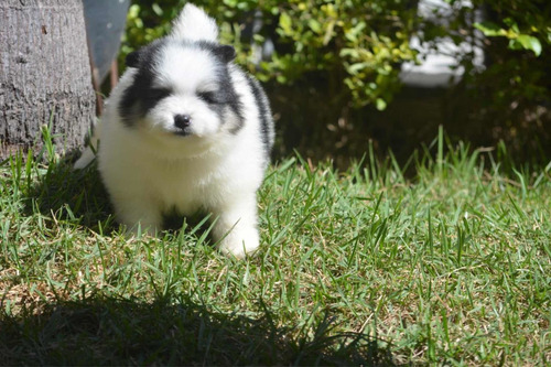 Imagem 1 de 2 de Filhotes De Spitz Alemão Também Conhecido Como Lulu