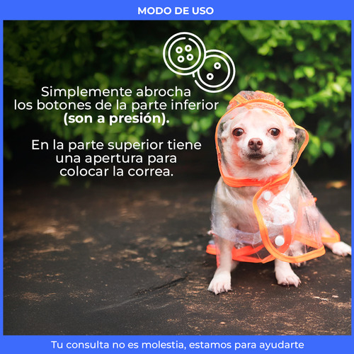 Piloto Perro Mascota Transparente Lluvia Talles Capucha Celeste Xl