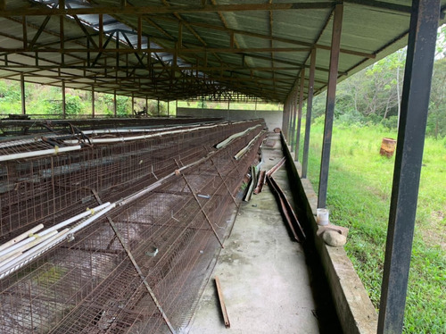 Imagen 3 de 5 de Finca Con Galpones, San Isidro Cerca Del Fuerte Murachi