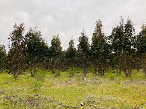 Sitio De 8 Ha Con 3 De Eucaliptus, En Sector Coreo-quilleco