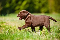 Comprar Cachorros Labrador De Criadero Golden Retriever Argentina