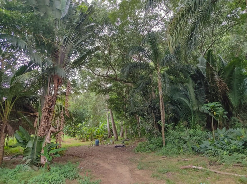 Imagen 9 de 12 de Terreno En San Pancho