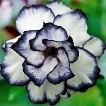 Comprar 10 Piezas De Semillas De Rosa Del Desierto Y Adenium Obesum