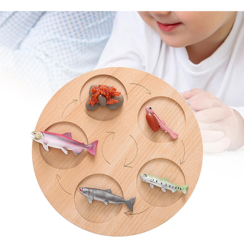 Tablero De Ciclo De Crecimiento De Vida Montessori,