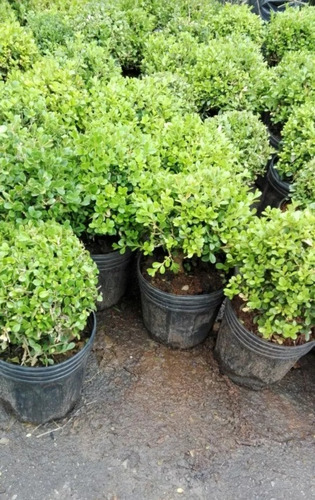 Planta Buxus Topiario Bocha