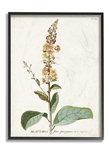 Stupell Industries Botanical Plant Illustration Flowers Vint