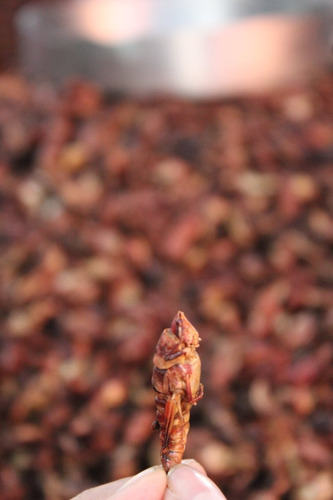 Chapulines Naturales Botana Oaxaqueña 3 Kg.