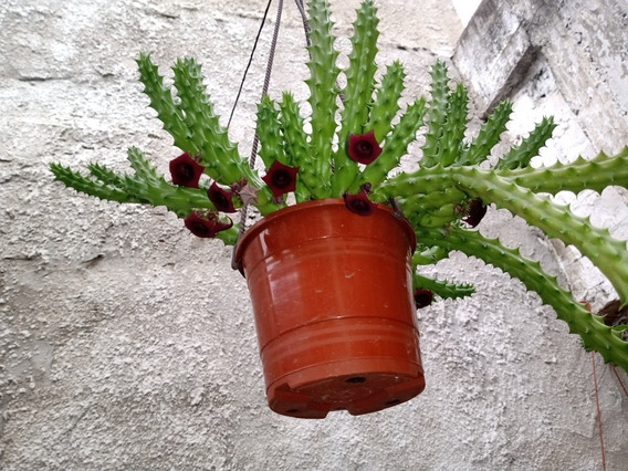 Stapelia Huernia | MercadoLibre 📦