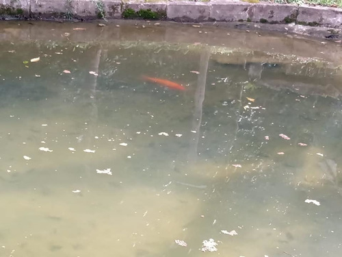 Imagem 2 de 14 de Chácara Em Juquitiba Com Lago Cod: 4476