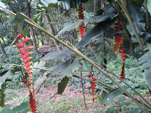 Mudas De Heliconia Rostrata (10 Risomas ) Vermelho