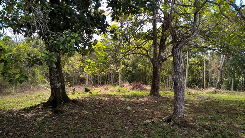 Fazenda 34 Hec. À Venda Em Taperoá-bahia