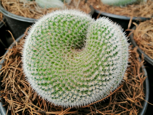 Cactus Exótico Cerebro 12 Cm Aprox