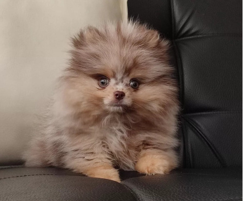 Pomerania Chocolate Merle Perros Cachorros Disponibles