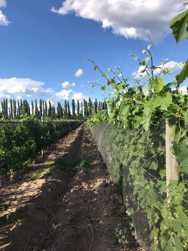 Finca Productiva Colonia Helena San Rafael Mendoza