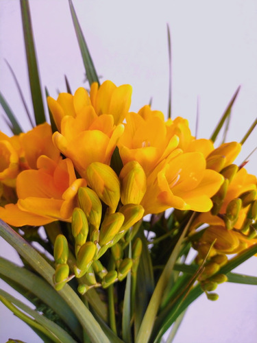 15 Bulbos Fresia Amarilla Para Jardín