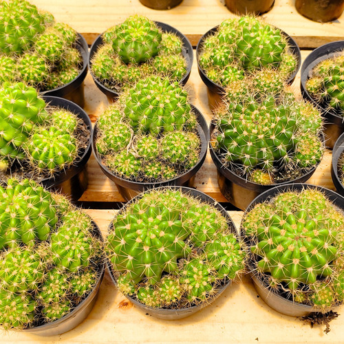Cacto Echinopsis Calochlora Pote 11