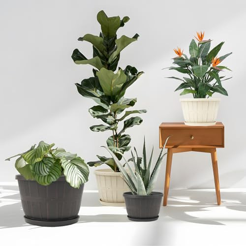 Maceta De Plástico Quarut De 10 Pulgadas Para Plantas De Int